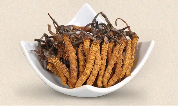 ถังเช่า cordyceps sinensis สรรพคุณ ดีจริงหรือไม่