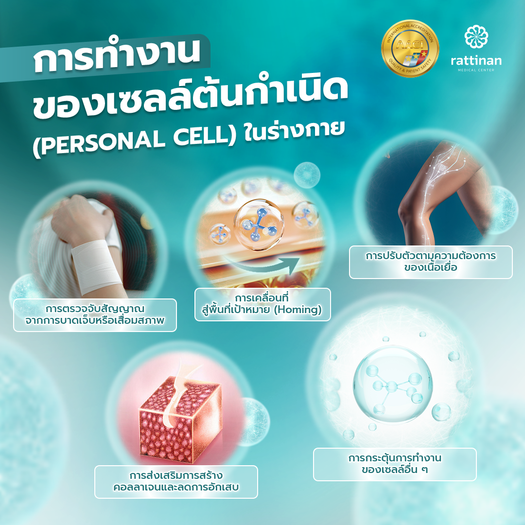 การทำงานของเซลล์ต้นกำเนิด (Personal Cell) ในร่างกาย